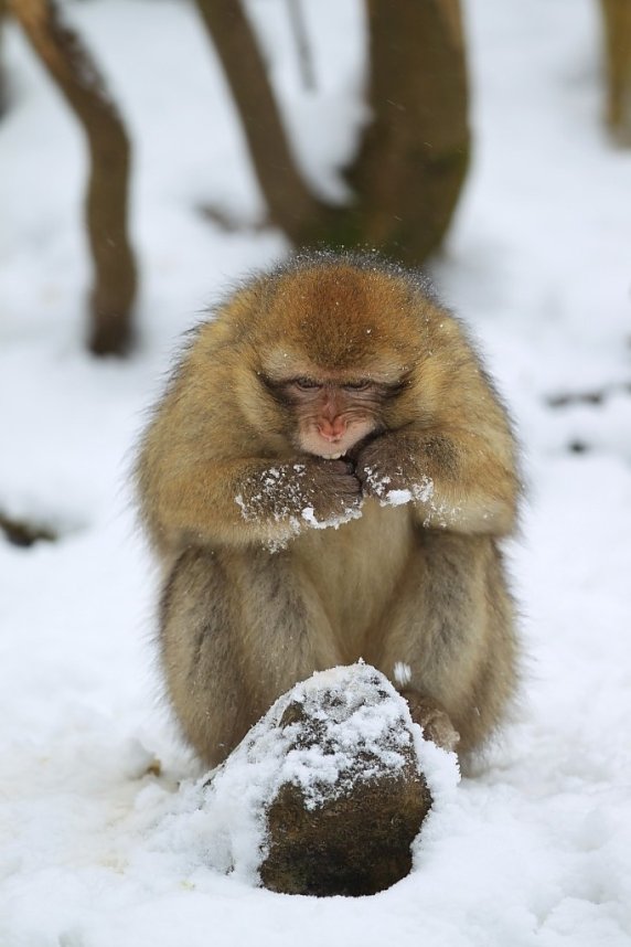 Affenbande auch im Schnee unterwegs