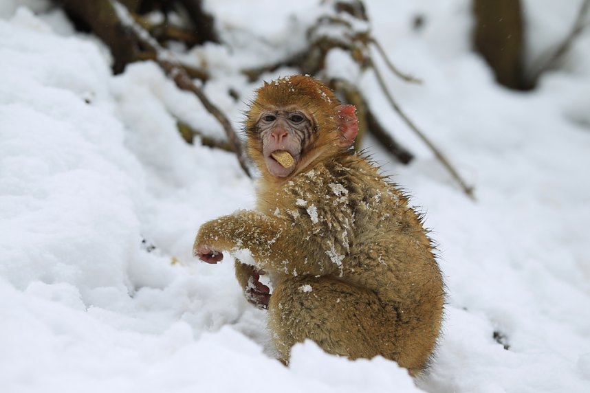 Affenbande auch im Schnee unterwegs