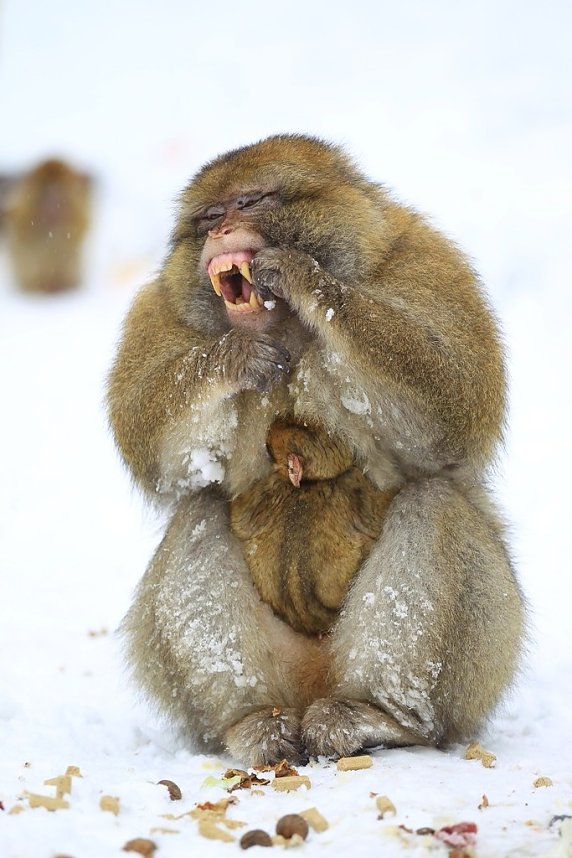 Affenbande auch im Schnee unterwegs