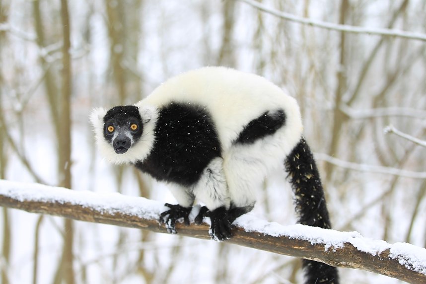 Affenbande auch im Schnee unterwegs