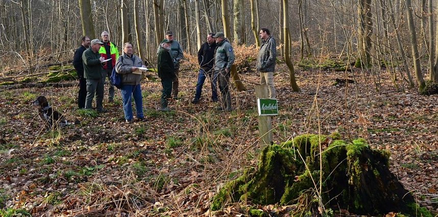 Touristisches Ausflugsziel: Mutterblutbuche