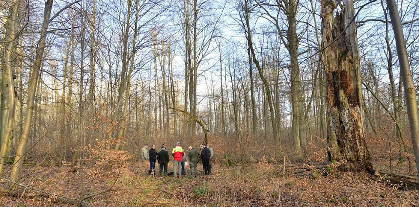 Touristisches Ausflugsziel: Mutterblutbuche