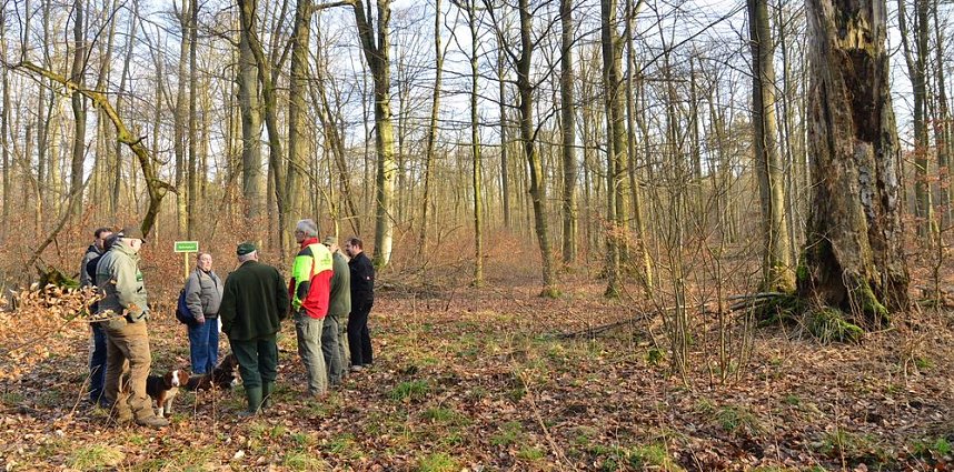 Touristisches Ausflugsziel: Mutterblutbuche