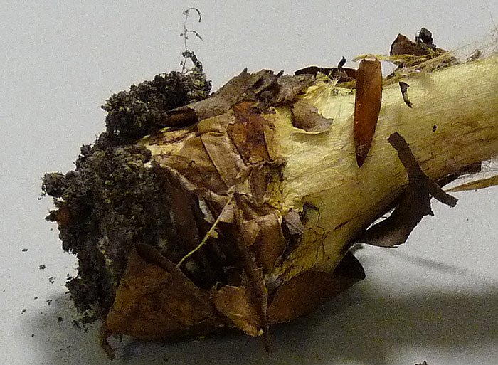 Dottergelber Klumpfu&szlig;