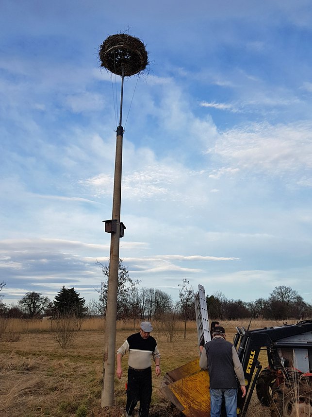 Anbau Nistk&auml;sten, Ankunft St&ouml;rche auf neuen Nestern