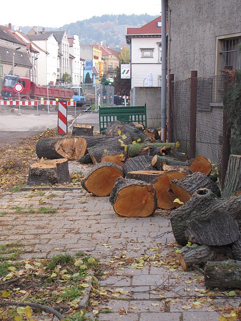 Baumf&auml;llung in Bad Frankenhausen