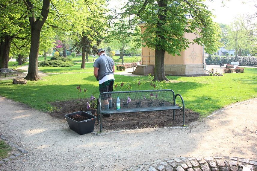 Gro&szlig;e Fliederbaumplanzaktion in Bad Frankenhausen