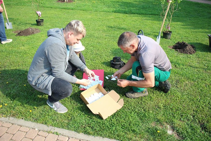 Gro&szlig;e Fliederbaumplanzaktion in Bad Frankenhausen