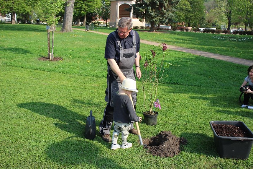 Gro&szlig;e Fliederbaumplanzaktion in Bad Frankenhausen