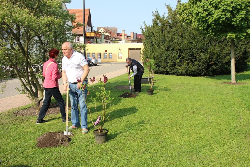 Gro&szlig;e Fliederbaumplanzaktion in Bad Frankenhausen