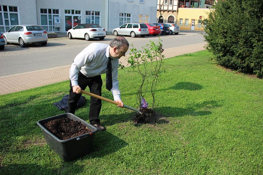 Gro&szlig;e Fliederbaumplanzaktion in Bad Frankenhausen