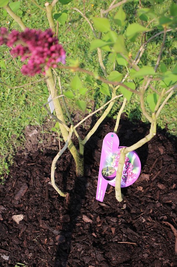 Gro&szlig;e Fliederbaumplanzaktion in Bad Frankenhausen