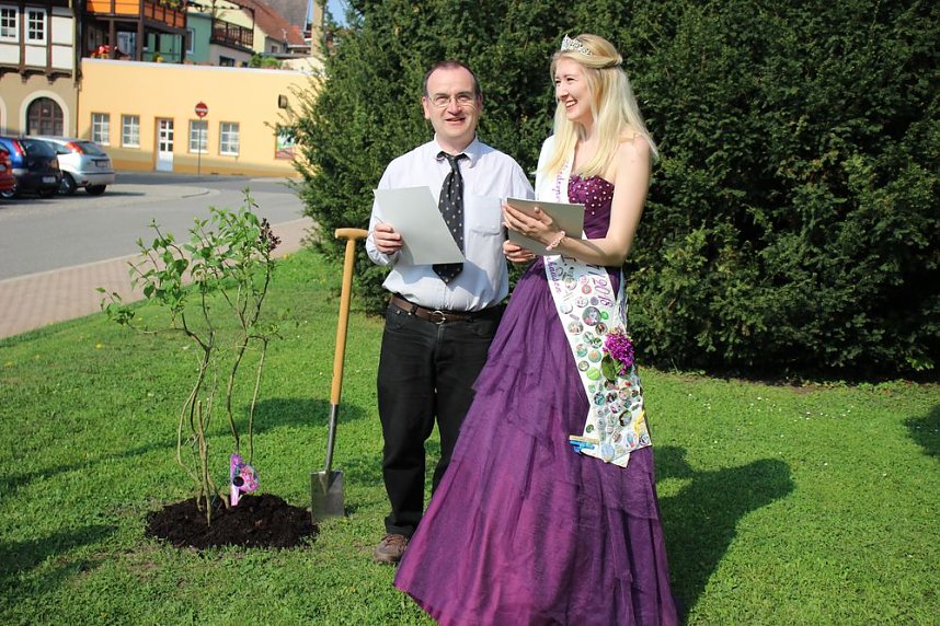 Gro&szlig;e Fliederbaumplanzaktion in Bad Frankenhausen