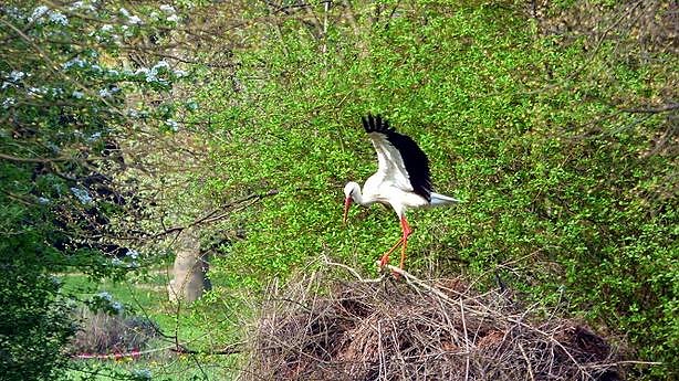 Rekordbeteiligung zum Fr&uuml;hjahrsputz 2018