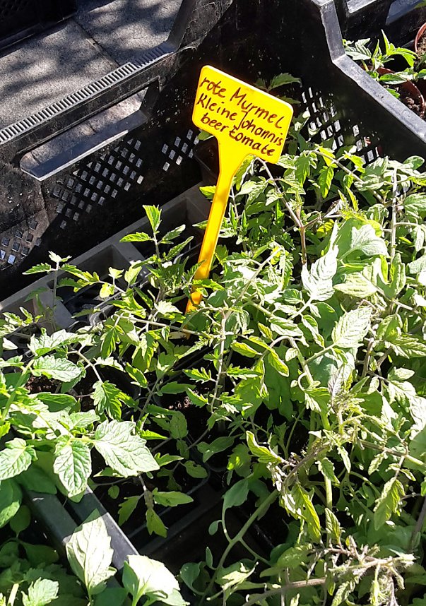 Eine F&uuml;lle an Pflanzen