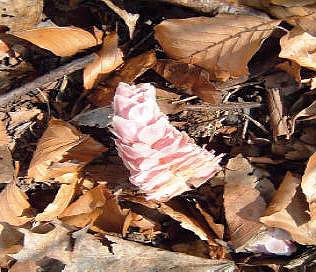 Wanderung zum Steinbruch R&ouml;se