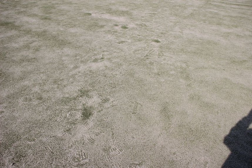 Die Leichtathleten begeisterten heute
