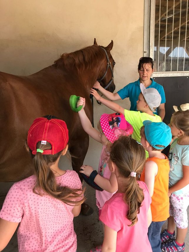 Bienenschwarm in Esperstedt