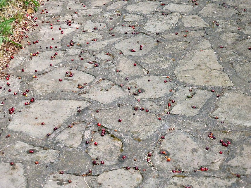 Handwerkermarkt zum Mitsommer