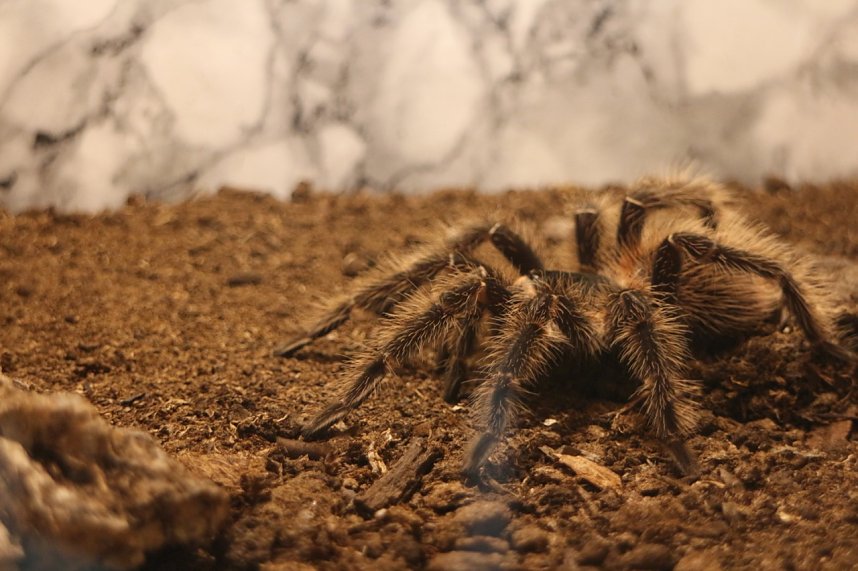 Spinnen- und Insektenschau in Sundhausen