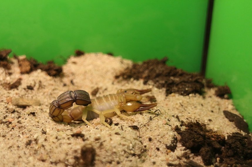 Spinnen- und Insektenschau in Sundhausen