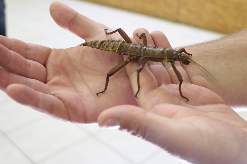 Spinnen- und Insektenschau in Sundhausen