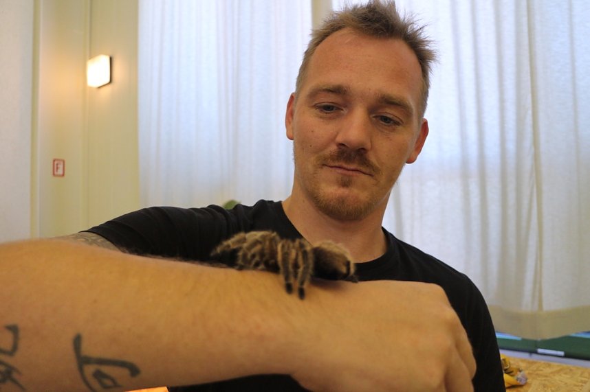 Spinnen- und Insektenschau in Sundhausen