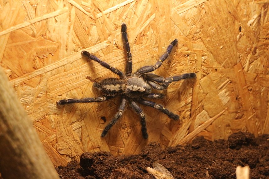 Spinnen- und Insektenschau in Sundhausen