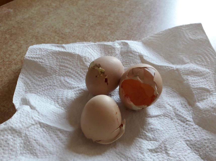 Wunder geschehen - Wir haben's gesehen