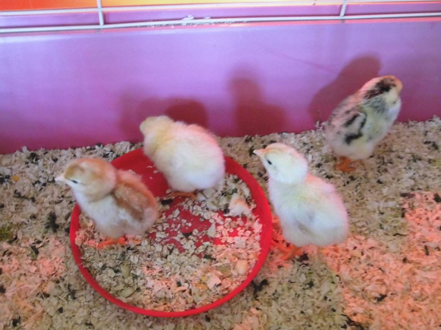 Wunder geschehen - Wir haben's gesehen