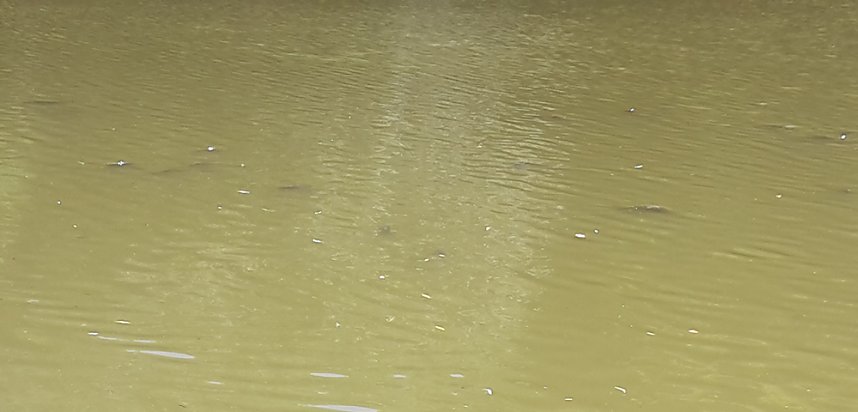 Teichbel&uuml;ftung k&ouml;nnte helfen?