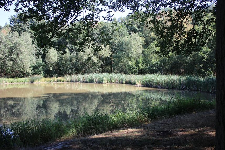 Wie sieht es am Pfaffenteich aus?