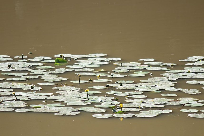 Wie sieht es am Pfaffenteich aus?