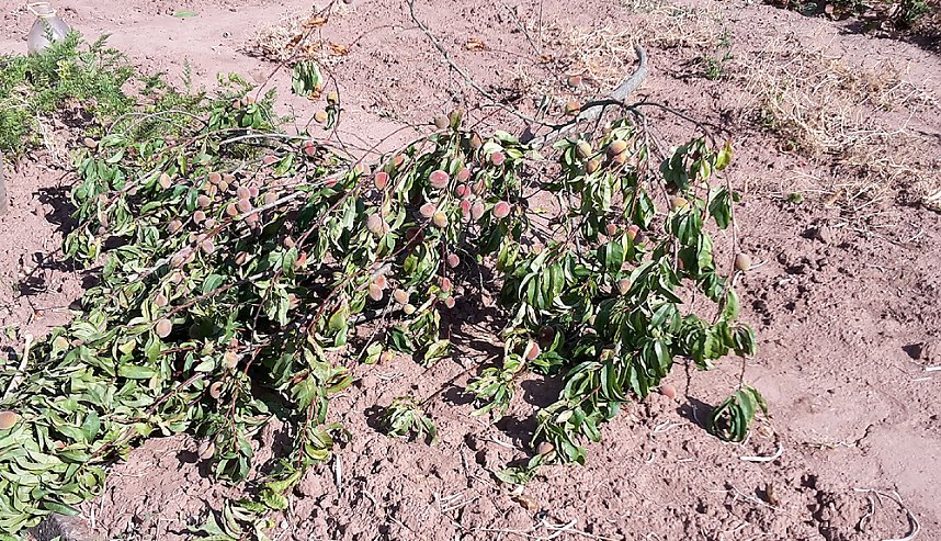 Schlosspark zerzaust