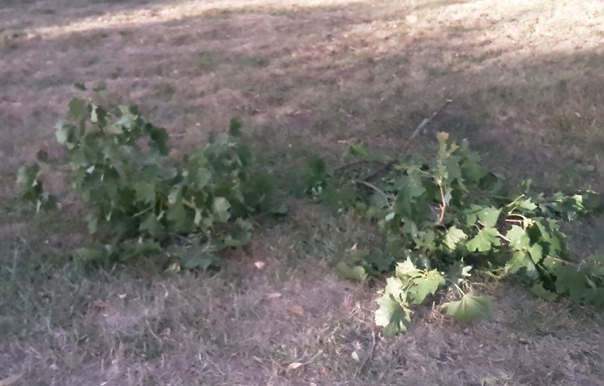 Schlosspark zerzaust