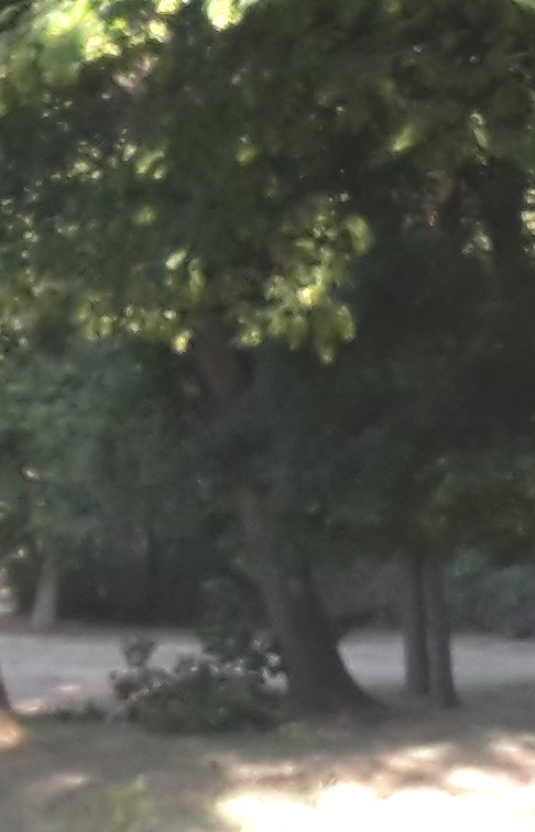 Schlosspark zerzaust