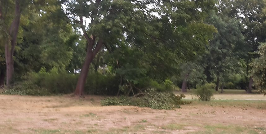 Schlosspark zerzaust