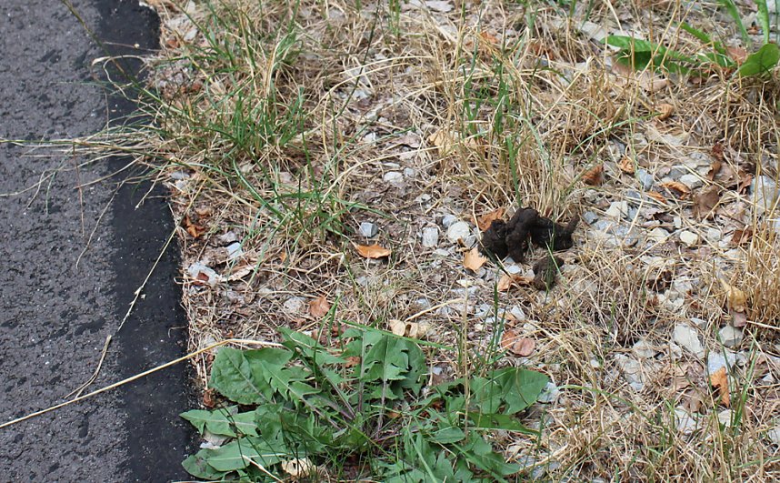 Hundekot, M&uuml;ll und mehr