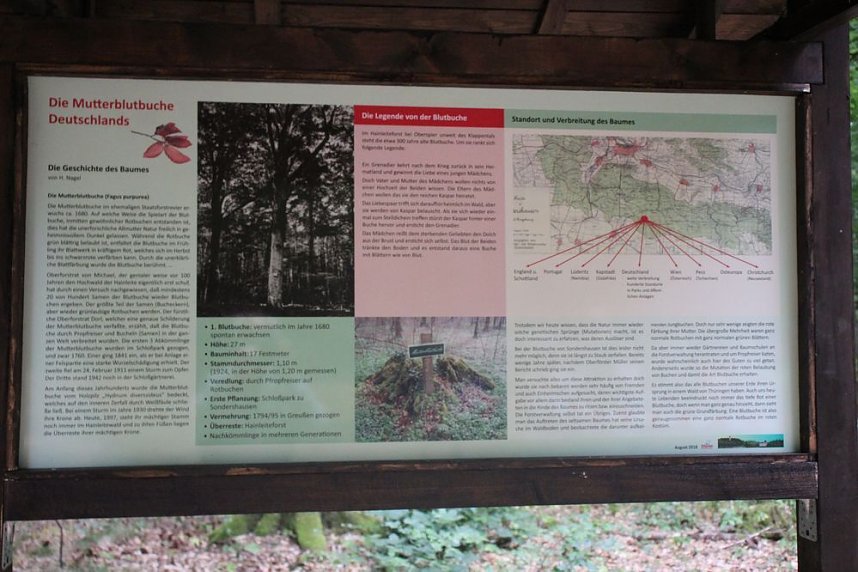 Haben wir bald ein Blutbuchenk&ouml;nigin?