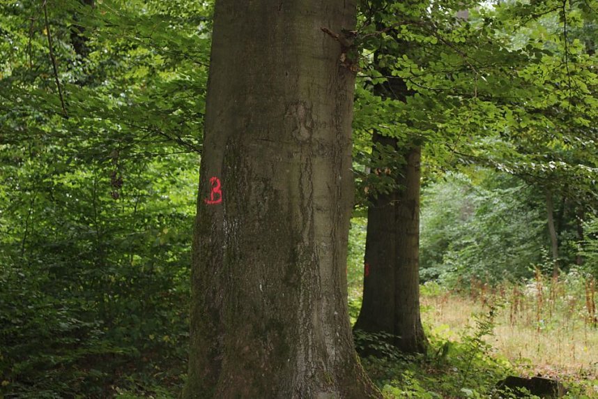 Haben wir bald ein Blutbuchenk&ouml;nigin?