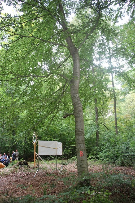 Haben wir bald ein Blutbuchenk&ouml;nigin?