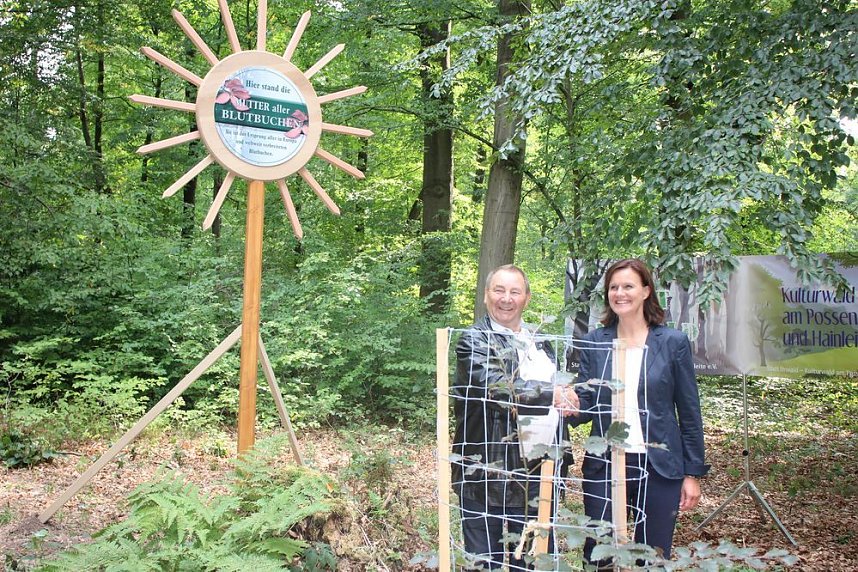 Haben wir bald ein Blutbuchenk&ouml;nigin?