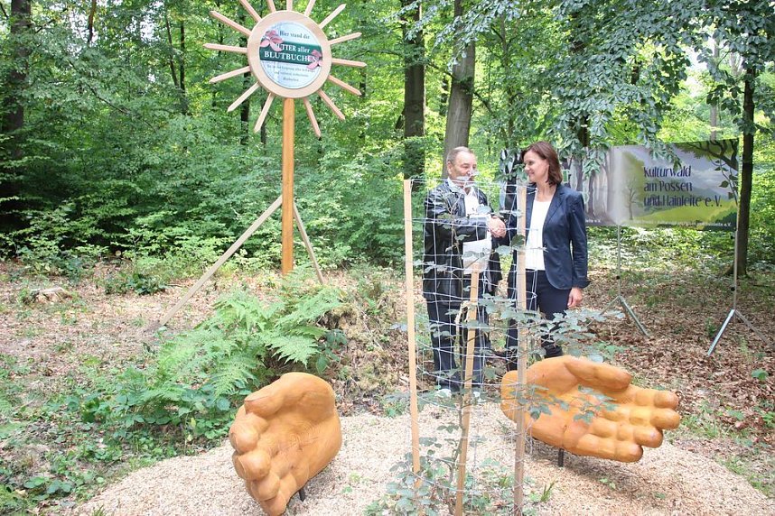 Haben wir bald ein Blutbuchenk&ouml;nigin?