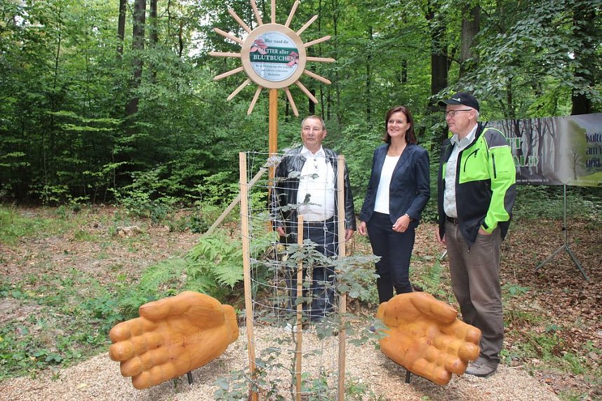 Haben wir bald ein Blutbuchenk&ouml;nigin?