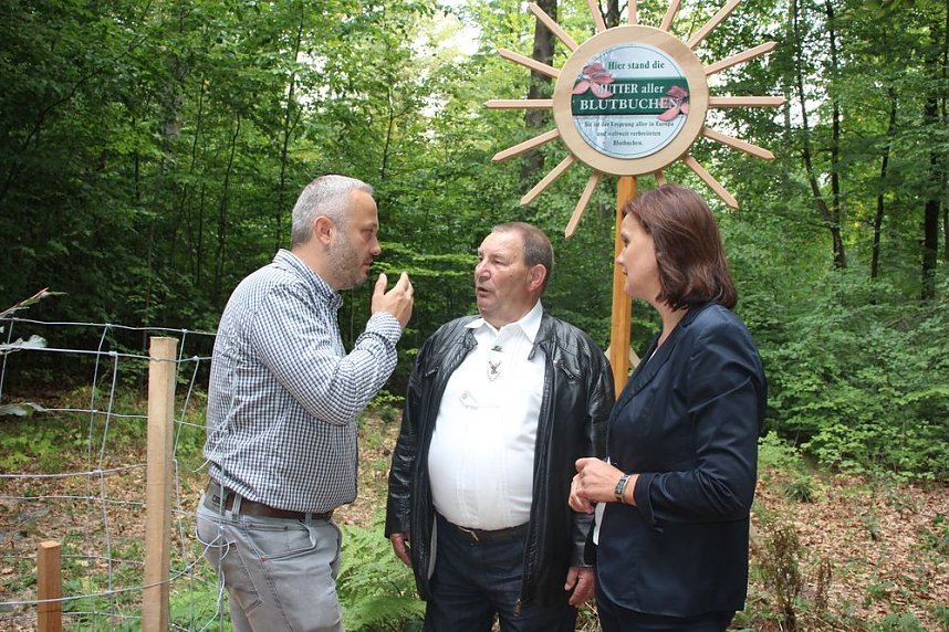 Haben wir bald ein Blutbuchenk&ouml;nigin?