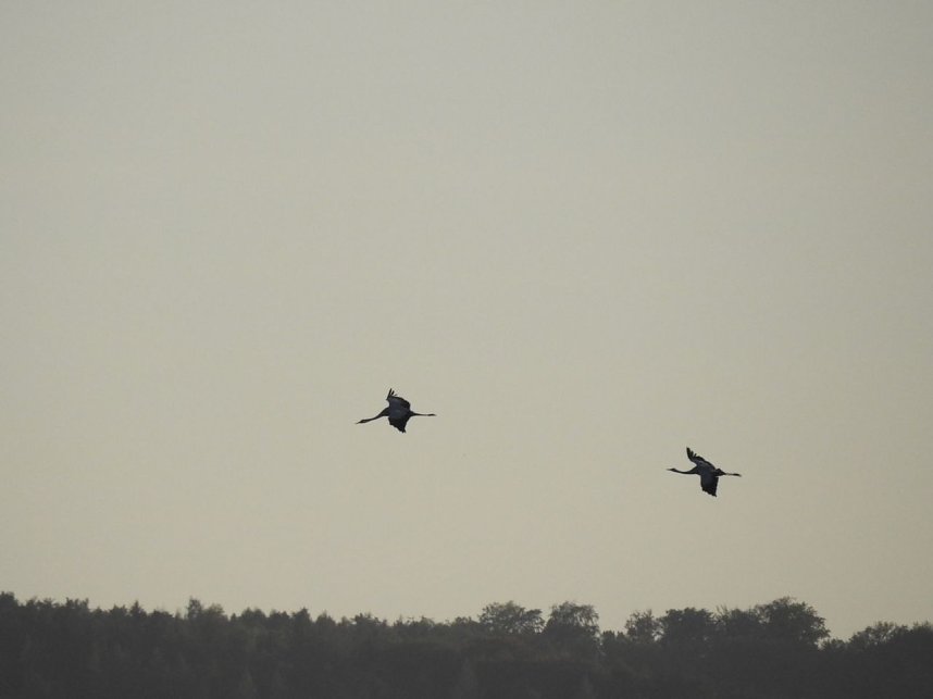 Die Vorboten flogen an