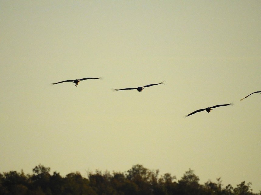 Die Vorboten flogen an
