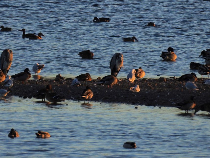 Die Vorboten flogen an