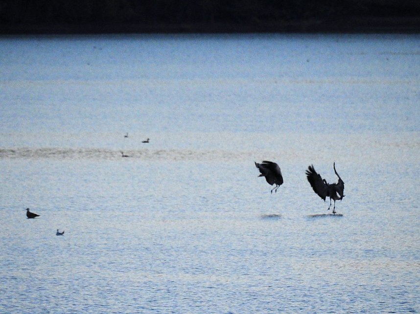 Die Vorboten flogen an