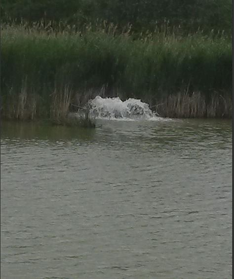 Sauerstoffanlage rettete Fische